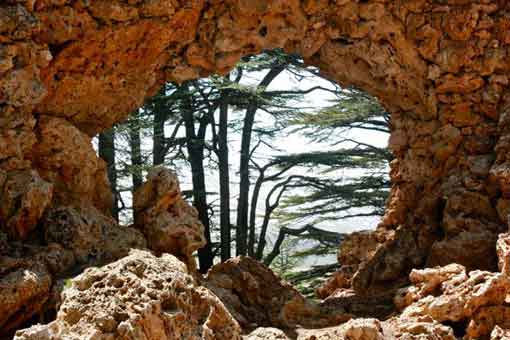 au cedre du liban