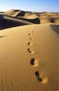 desert_walk